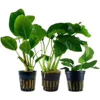 Aquaone Wasserpflanze Pflanzen Set mit 3 Anubias Aquariumpflanzen Set Nr.242