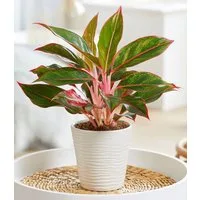 BALDUR Garten Zimmerpflanze Aglaonema 'Jungle Red®', 1 St., Grünpflanze, buntes Laub, schattenverträglich, pflegeleicht