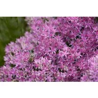 Pflanzen für Dich Staude Sedum spectabile Carl, 1 St., Prächtige Fetthenne, Herbst-Fetthenne