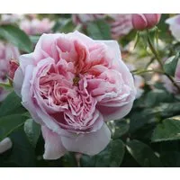 Dehner Rose Edelrose Schöne Maid®, rosa Blüten, duftend, dicht gefüllt und duftend, Züchter Tantau