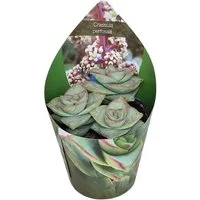 Exotenherz Kaktus Crassula perfosa seltenes Dickblattgewächs Rarität 6,5cm Topf