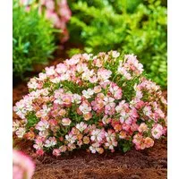 BALDUR Garten Rose Alpin-Rose 'Cutie Pie®', 1 St., Bodendecker, winterhart, duftend, bienenfreundlich