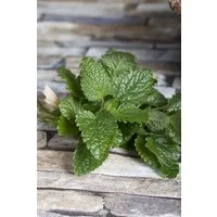 Pflanzen für Dich Staude Melissa officinalis, 1 St., Zitronenmelisse, Melisse