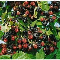 Pflanzen für Dich Obstpflanze Rubus frut. Black Satin, 1 St., Brombeere, Gartenbrombeere, dornenlos, große schwarze Beeren