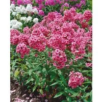 Pflanzen für Dich Staude Phlox pan. Dorffreude, 1 St., Hoher Staudenphlox, Flammenblume