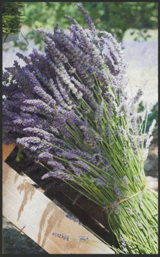 Fussmatte Lavendel 7597 | Größe: 60 cm x 90 cm