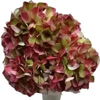 Kunstblume Hortensien Blüten Kunstblumen 1 Bund 5 Blüten Ø 18 cm rot / grün Hortensien, matches21 HOME & HOBBY, Höhe 45 cm