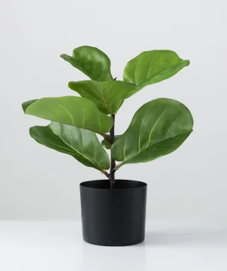Kunstpflanze FICUS LYRATA