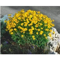 Pflanzen für Dich Staude Coreopsis grand. Christchurch, 1 St., Großblütiges Mädchenauge