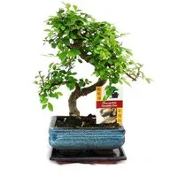 Exotenherz Zimmerpflanze Orme chinois bonsaï - Ulmus parviflora - env. 6 ans