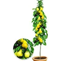 BALDUR Garten Obstpflanze Säulen-Birne 'Doyenné du Comice', 1 St., Selbstbefruchtend, winterhart, mehrjährig, pflegeleicht