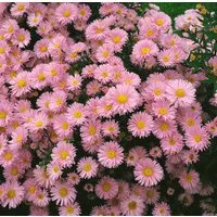 Pflanzen für Dich Staude Aster novi-belgii Patricia Ballard, 1 St., Glattblatt-Aster, Neubelgien-Aster