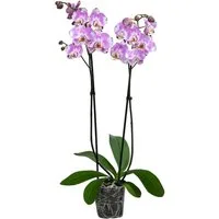 Dehner Zimmerpflanze Schmetterlingsorchidee Art Nouveau, 40-50 cm inkl. Topf, Ø Topf 12 cm, Phalaenopsis cultivars, pflegeleichte, zweitriebige Orchidee