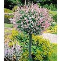 BALDUR Garten Zierstrauch Salix-Stämmchen 'Hakuro Nishiki', 1 St., Harlekinweide, winterhart, mehrjährig, pflegeleicht