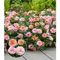 BALDUR Garten Rose Rose 'Amirose®', 1 St., Blütenpracht, reichblühend,winterhart, mehrjährig
