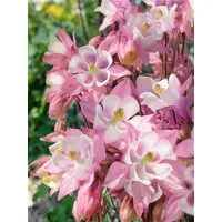 Pflanzen für Dich Staude Aquilegia caer. Biedermeier, 1 St., Akelei