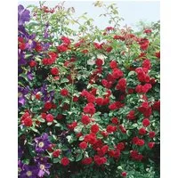 Pflanzen für Dich Rose Rosa 'Chevy Chase'