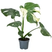 Dehner Zimmerpflanze Fensterblatt Monstera Thai Constellation, Monstera deliciosa, Rarität, mit außergewöhnlicher Blattzeichnung, luftreinigende Wirkung