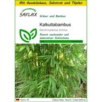 SAFLAX Blumensamen SAFLAX - Anzuchtset - Kalkuttabambus