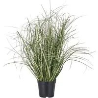 Kunstgras Grasbusch Miscanthus variegatus, Creativ green, Höhe 50 cm, mit filigranen Grashalmen