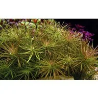 Aquaone Wasserpflanze Aquarium Pflanze Pogostemon stellata Nr.053G