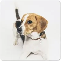 MuchoWow Mauspad Welpe - Beagle - Braun (1-St), Mousepad, Schreibtisch Zubehör, Deko, 20x20 cm