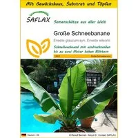 SAFLAX Blumensamen SAFLAX - Anzuchtset - Große Schneebanane