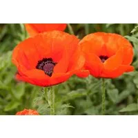 Pflanzen für Dich Staude Papaver orientale Nana Allegro, 1 St., Türkischer Mohn, Orientalischer Mohn