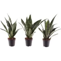 meinvipshop Zimmerpflanze Bogenhanf Sansevieria trifasciata Black Coral 3er Set, 3 St., 3er Set