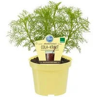 Exotenherz Gewürzkraut Cola-Kraut Artemisia abrotanum var. maritima Kräuterpflanze 12cm Topf