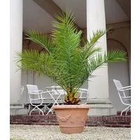 BALDUR Garten Zimmerpflanze Kanarische Dattelpalme ca. 50-60 cm hoch, 1 St., Phoenixpalme, winterhart, pflegeleicht