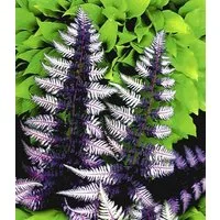 BALDUR Garten Staude Schmuck-Farn Japanese Painting, 3 St., Schmuckfarn,winterhart, mehrjährig, pflegeleicht