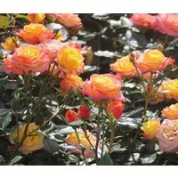 Dehner Rose Zwergrose Tropical Clementine®, zweifarbige Blüten, gefüllt und duftend, strauchförmiger Wuchs, Züchter Tantau