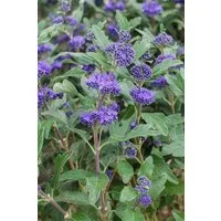 Pflanzen für Dich Gehölze Caryopteris clandon. Grand Bleu, 1 St., Bartblume, Blauer Spierstrauch