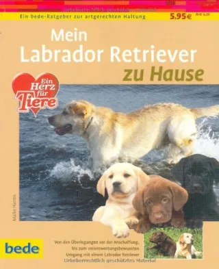 Labrador Retriever zu Hause