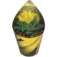 Exotenherz Kaktus Titanopsus calcarea - Mittagsblume - Rarität - 6,5cm Topf - 15cm hoch