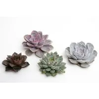 meinvipshop Zimmerpflanze Sukulente Echeveria cut mixed 4er Set