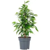 Flowerbox Zimmerpflanze Birkenfeige "Forever" - Ficus benjamini, pflegeleicht - Höhe ca. 75 cm, Topf-Ø 17 cm