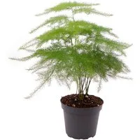 meinvipshop Zimmerpflanze Asparagus setaceus Plumosus 35cm Zimmerpflanze