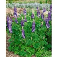 Pflanzen für Dich Staude Lupinus poly. 'Kastellan', 1 St., Lupine, Vielblättrige Lupine