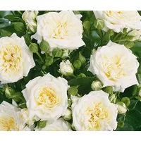 Dehner Rose Zwergrose Honeymilk®, Rosa-Hybride, weiße gefüllte Blüten, nicht duftend, Züchter Tantau