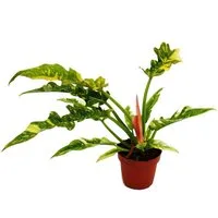 Exotenherz Zimmerpflanze Philodendron "Ring of Fire" - ungewöhnlicher Baumfreund - 12cm Topf