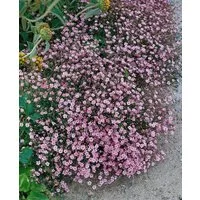 Pflanzen für Dich Staude Gypsophila rep. Rosa Schönheit, 1 St., Teppich-Schleierkraut, Kriechendes Schleierkraut