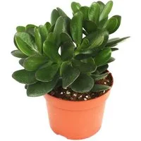 Exotenherz Kaktus Crassula portulacea - Geldbaum - große Pflanze im 12cm Topf