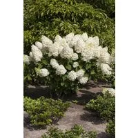 Pflanzen für Dich Gehölze Hydrangea pan. Silver Dollar, 1 St., Rispenhortensie