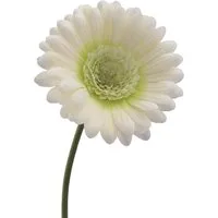 Creme