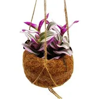 Exotenherz Zimmerpflanze Kokodama Tradescantia Nanouk Dreimasterblume Wasserhexe Hängen 13cm