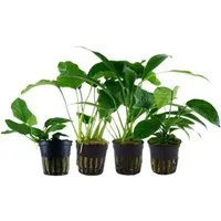 Aquaone Wasserpflanze Pflanzen Set mit 4 Anubias Aquariumpflanzen Set Nr.134