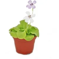 Exotenherz Zimmerpflanze Fettkraut - Pinguicula - Überraschungssorte - 9cm Topf