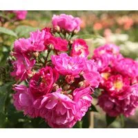 Dehner Rose Ramblerrose Perennial Blue®, lila-rosa Blüten, insektenfreundlich, großblütig und duftend, Züchter Tantau